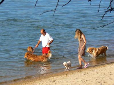 perros y playa